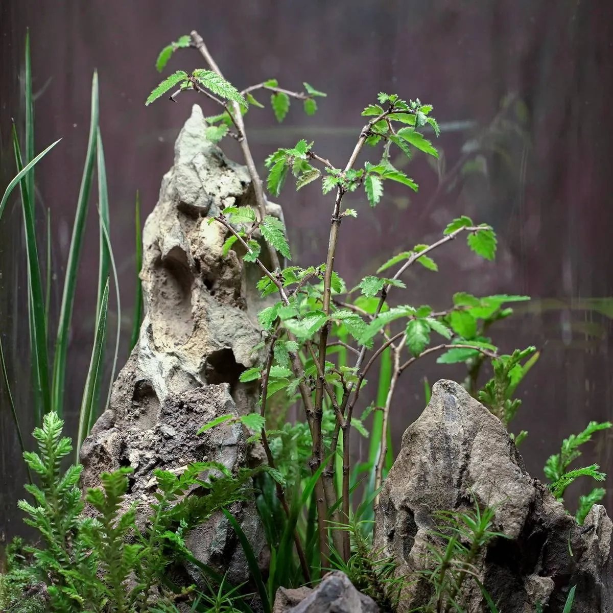 雨後林地的近景,苔蘚、蕨類與細小植株長在濕潤的腐植土上